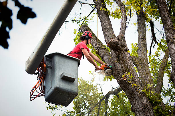 How Our Tree Care Process Works  in Ocean Gate, NJ